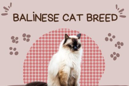 Balinese Cat Breed Profile, Characteristics & Facts