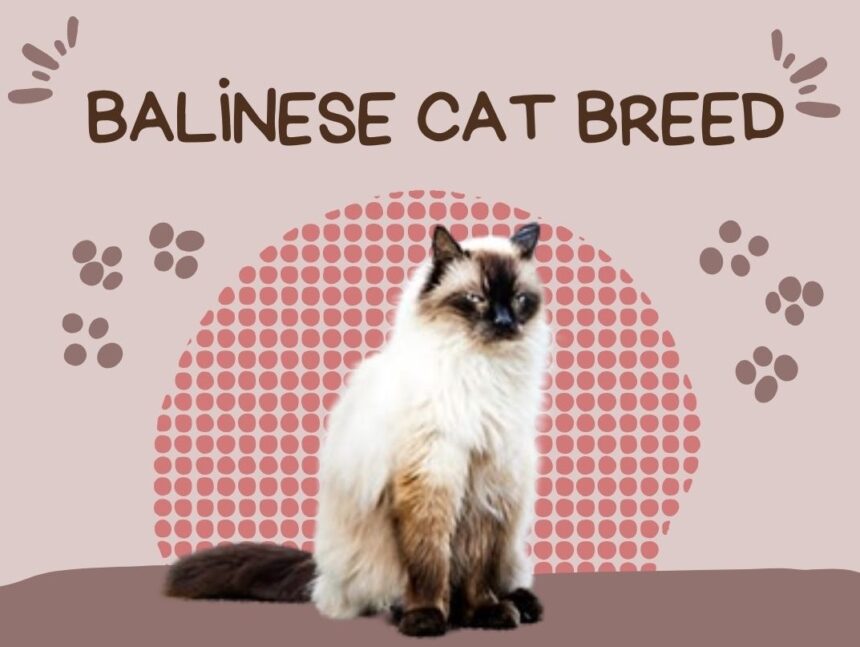 Balinese Cat Breed Profile, Characteristics & Facts