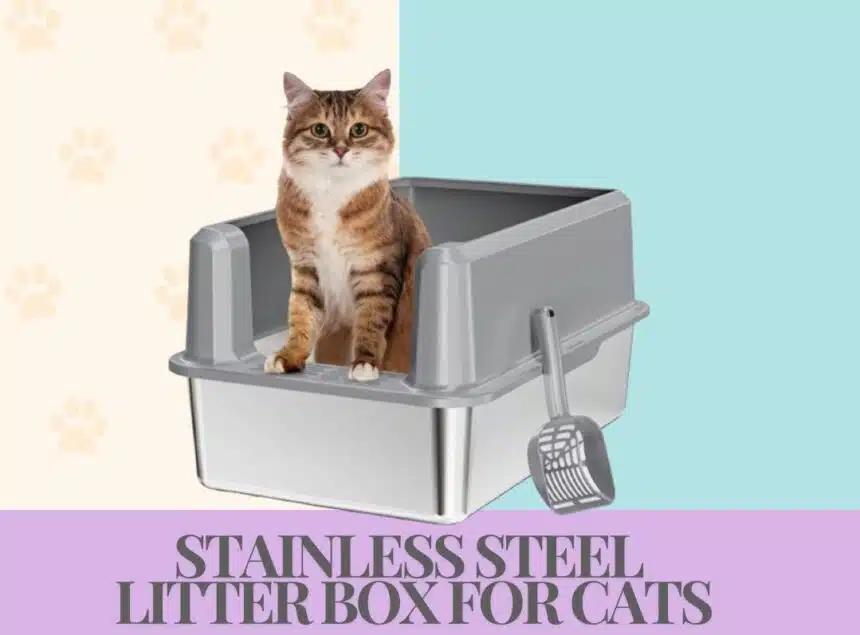 Best Stainless Steel Litter Box for Cats