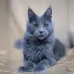 Blue Maine Coon Cat