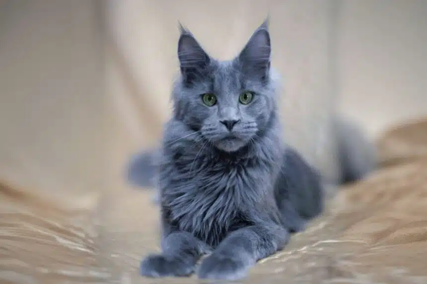 Blue Maine Coon Cat