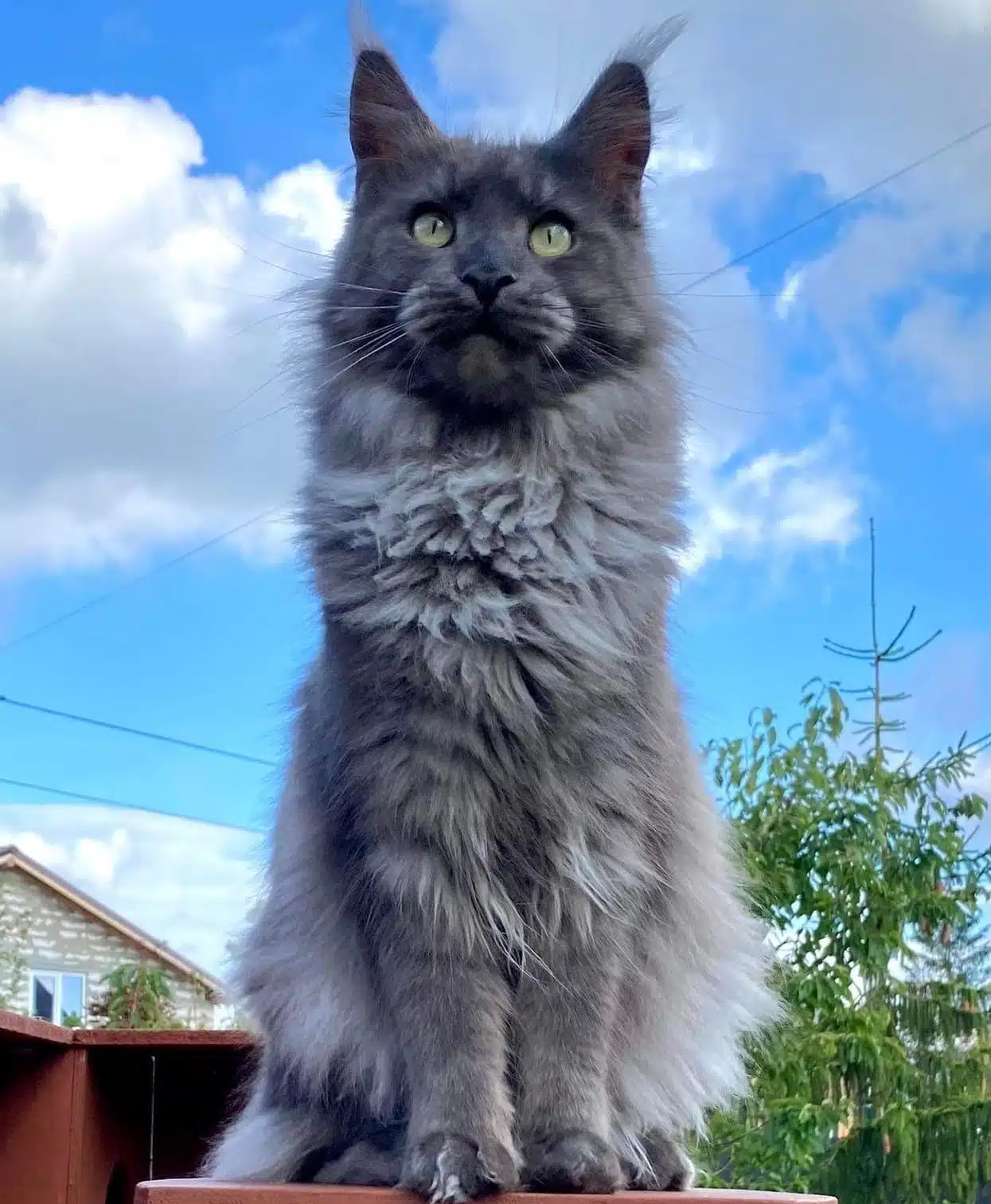 Blue Smoke Maine Coon