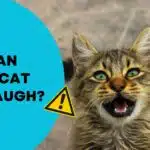 Can a Cat Laugh