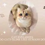 Cat Eyelashes and Do Cats Blink Like Humans Do