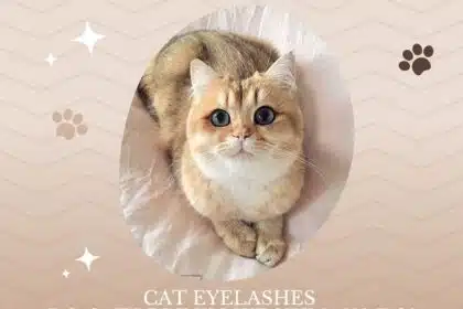 Cat Eyelashes and Do Cats Blink Like Humans Do