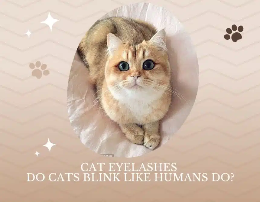 Cat Eyelashes and Do Cats Blink Like Humans Do