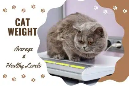 Cat Weight Average and Healthy Levels