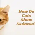 How Do Cats Show Sadness