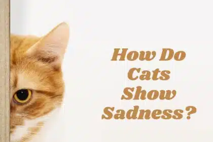 How Do Cats Show Sadness