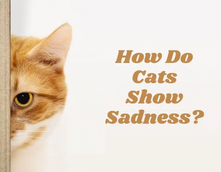 How Do Cats Show Sadness