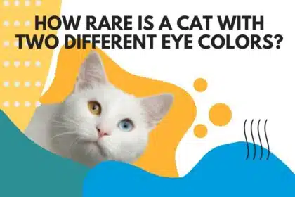 How Rare is a Cat with Two Different Eye Colors