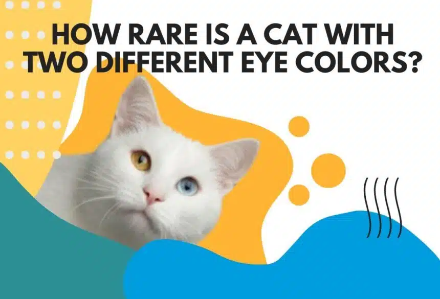 How Rare is a Cat with Two Different Eye Colors