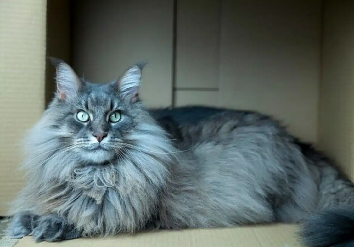 Silver Blue Maine Coon