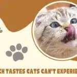 Which Tastes Cats Can't Experience