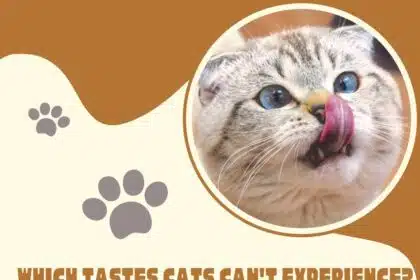 Which Tastes Cats Can't Experience