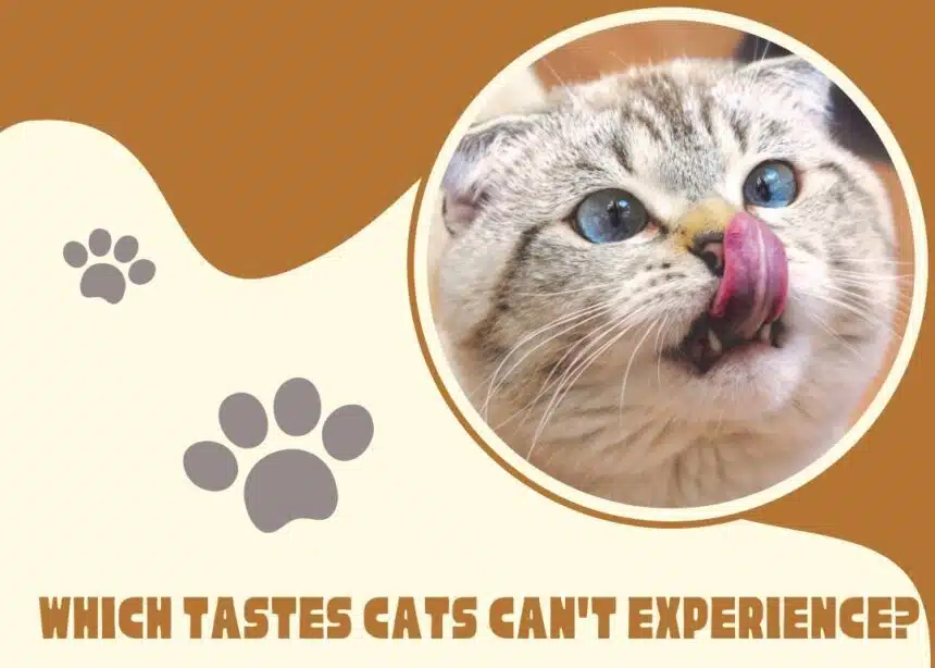 Which Tastes Cats Can't Experience