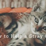 how-to-help-a-stray-cat