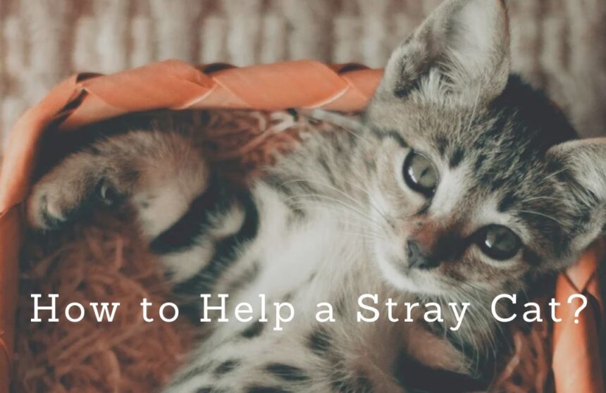 how-to-help-a-stray-cat