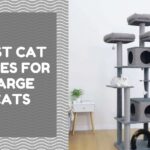 Best Cat Trees for Large Cats