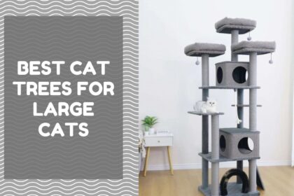 Best Cat Trees for Large Cats