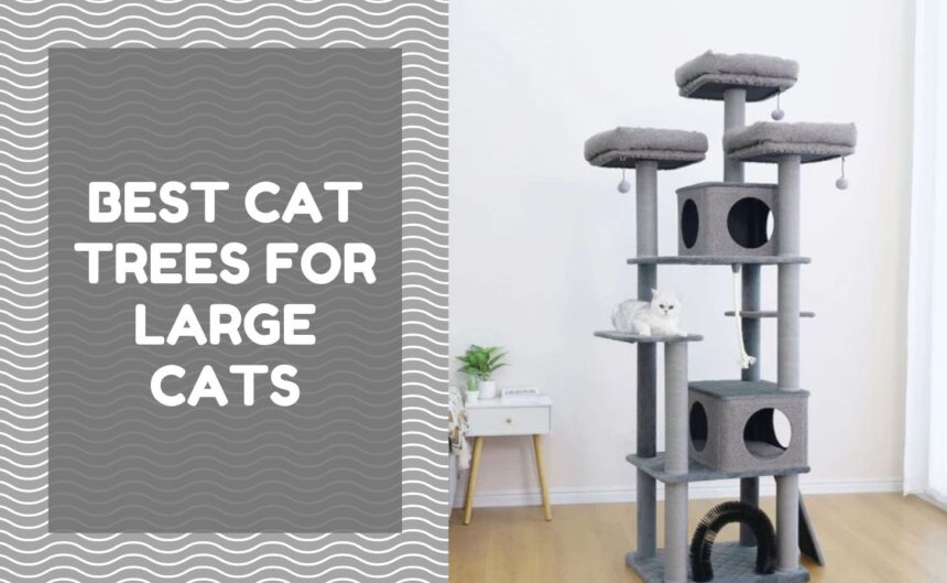 Best Cat Trees for Large Cats