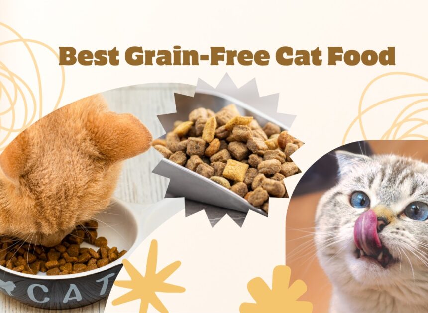 Best Grain-Free Cat Food