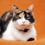 Calico Cat