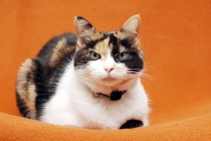 Calico Cat