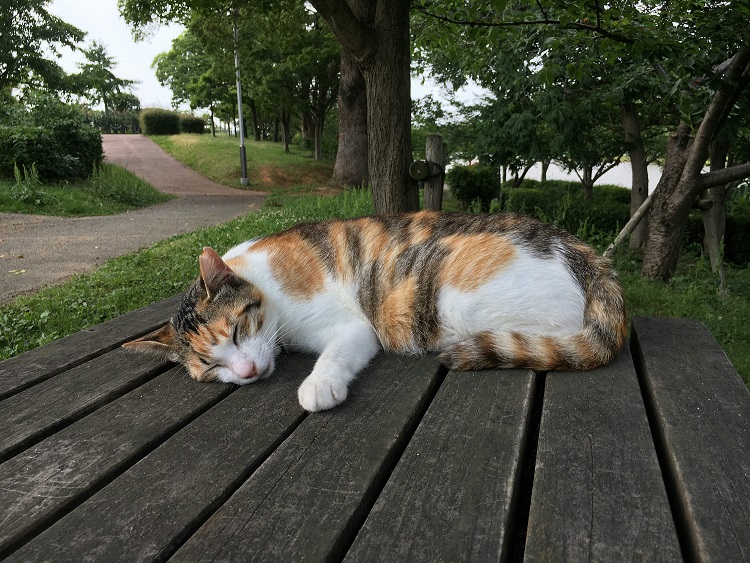 Calico Cat Breed