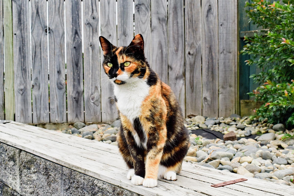 Calico Cats Picture