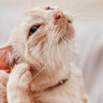 Ear Mites in Cats