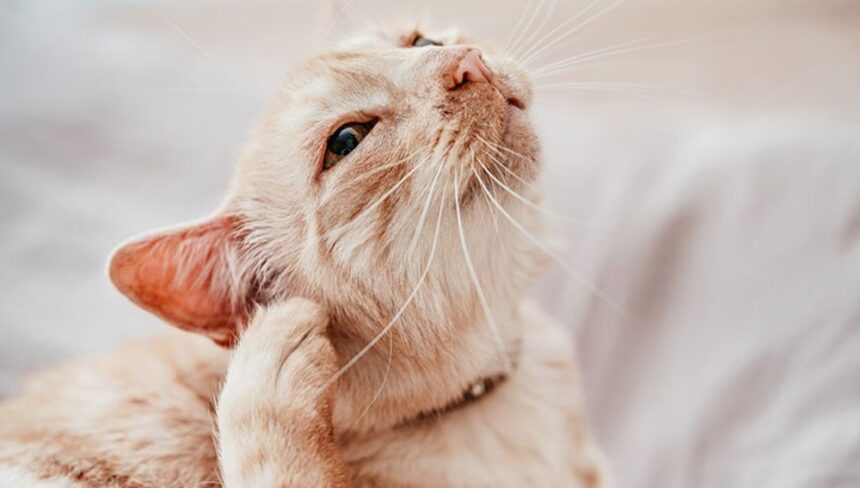 Ear Mites in Cats