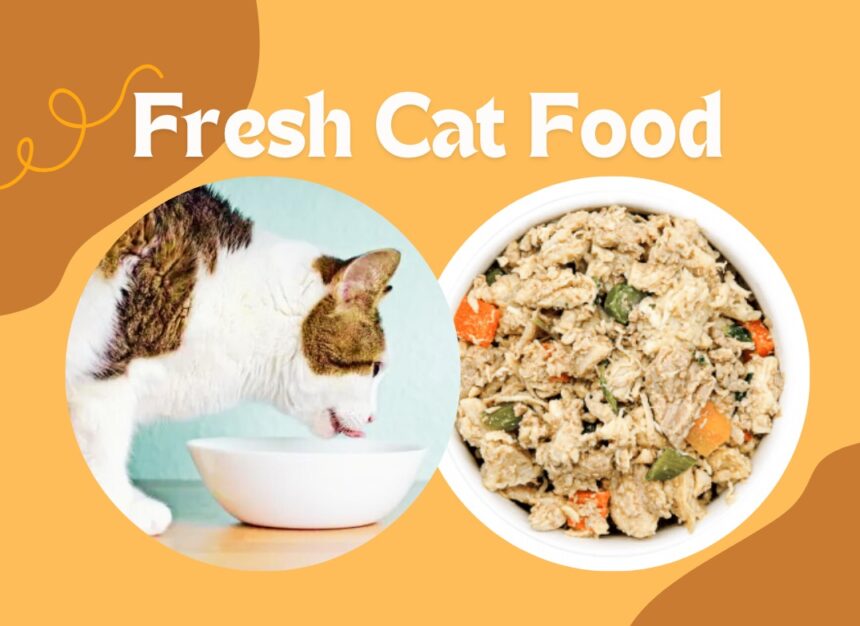 Fresh Cat Food