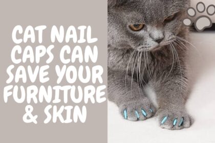 How Cat Nail Caps Can Save Your Furniture & Skin