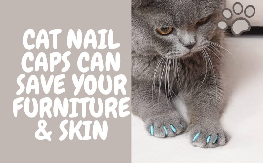 How Cat Nail Caps Can Save Your Furniture & Skin