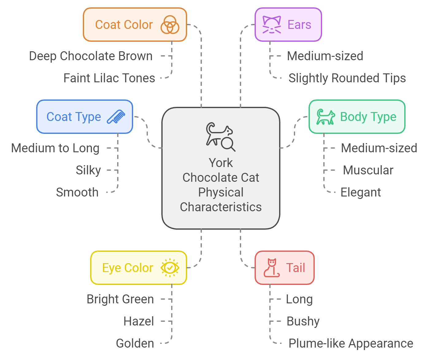 Physical Characteristics of York Chocolate Cat