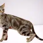 Sokoke Cat