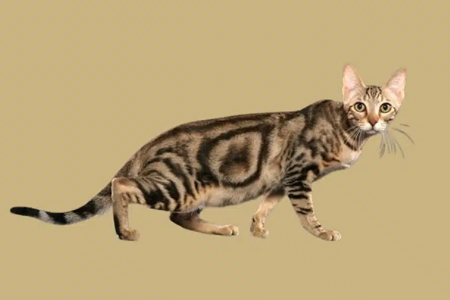 Sokoke cat Characteristics