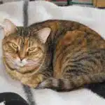 Torbie Cat