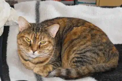 Torbie Cat