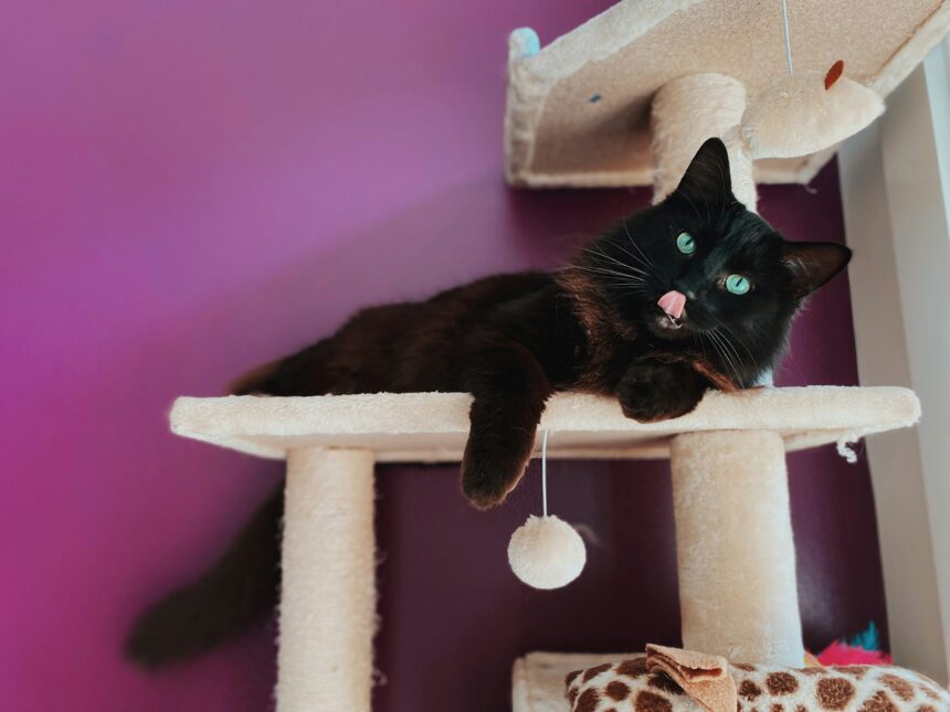 Why Cats Love Cat Trees