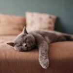 Why Do Cats Fake Sleep