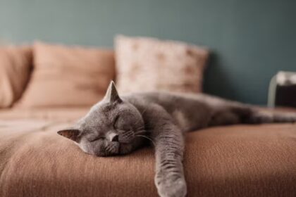 Why Do Cats Fake Sleep