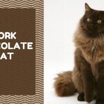 York Chocolate Cat