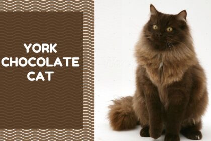 York Chocolate Cat