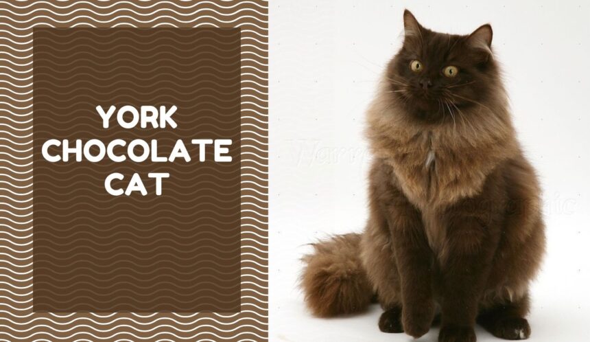 York Chocolate Cat