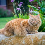 orange maine coon