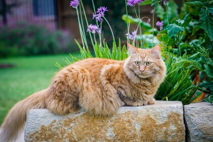 orange maine coon