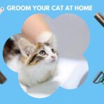 Affordable Ways to Groom Your Cat at Home