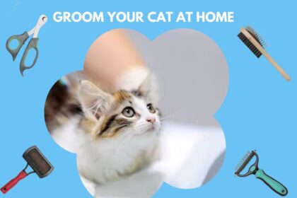 Affordable Ways to Groom Your Cat at Home